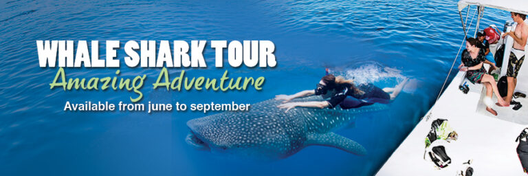 tour-whale-shark-tour