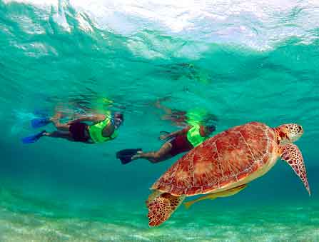snorkel_xtreme_turtle_swim.jpg