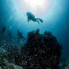 Riviera_Maya_Diving_Trips_7