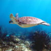 Cenotes_and_Turtle_Bay_Private_Tour_2