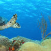 Hawksbill Turtle and Brain Coral - Cozumel, Mexico