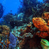 Discover_Scuba_Diving_Course_in_Cozumel_0