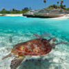 Snorkel_with_Marine_Turtles_2