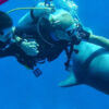 dive_with_dolphins_in_cozumel_0